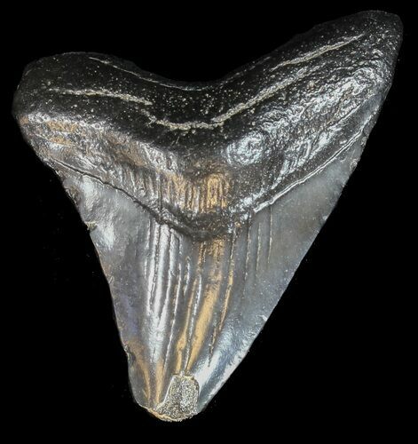 Bargain Megalodon Tooth - South Carolina #44563